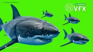 Group of Great White Sharks Megalodon Green Screen Video Background