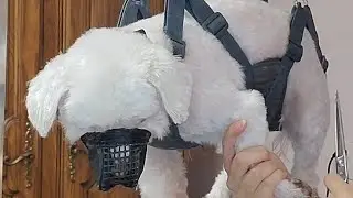 When dogs are difficult, we hang them... up