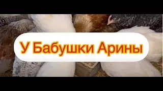 Новый корм для курочек. Будет ли толк?