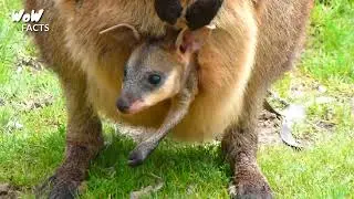 Most amazing facts about kangaroo | Complete documentary about kangaroo | wow facts | Part 2