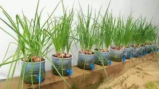 No need to water, good tips for growing green onions at home