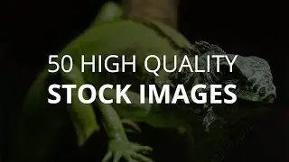 Cheap Animal Stock Image Set | High Quality Affordable Animal Stock Photography Pack