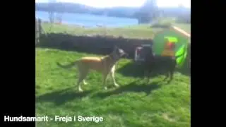 Hundsamarit - Freja - Adopterad