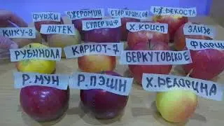 Яблоки  группы Рэд Делишес.Red Delicious