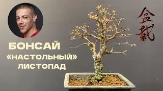 БОНСАЙ, НАСТОЛЬНЫЙ ЛИСТОПАД В ПОДАРОК.