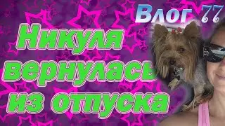 Йорк на море. Как йорк переносит жару. Йорк купается в море.