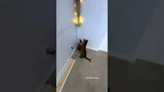 Cat running around your living room ASMR 