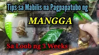 TIPS / PAANO MAGPATUBO NG MANGGA SA LOOB NG 3 WEEKS