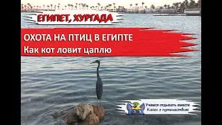 ОХОТА НА ПТИЦ| Как кот ловит цаплю| Египет Хургада 2020