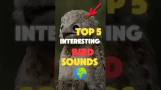 TOP 5 Scariest Bird Sounds🌎