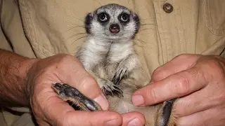 Жизнь и необыкновенные приключения домашнего суриката Пряни! The story of our home meerkat.