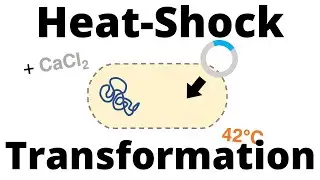 Heat-Shock Transformation Protocol (for Bacteria)