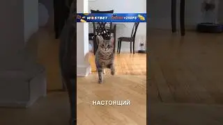 Марширующий котик 😂❤️ #истории #история #новости #новость #shorts