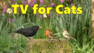 Birds for Cats to Watch on TV Spectacular