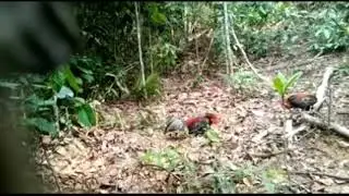 SANGAT MENEGANGKAN MIKAT AYAM HUTAN