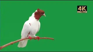 white dove green screen