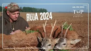 Ruja 2024 Polowanie na łowne rogacze.