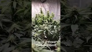 Day 25 of Flower 