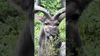 Big Kudu Bull Grazing 🌿🦌 #animals #nature #amazing