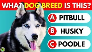 Guess The Dog Breed Quiz 🐶