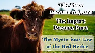 Dvar Torah Parshat Chukat: The Pure Become Impure. The Impure Become Pure. The Law of the Red Heifer