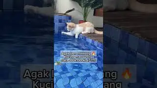Agak laen emang kucing ini 😁 #kucinglucu #kucingimut #kucingoren #kucingpintar #kucingoyenbarbar