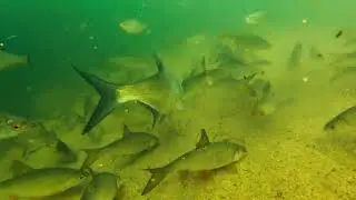 Fish Reaction on Prebaiting with a Small Feeder Underwater/ Reakcja Ryb na Nęcenie Małym Koszykiem