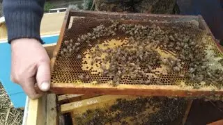 Бесплатное  быстрое изготовление ловушки для пчел за 15 минут