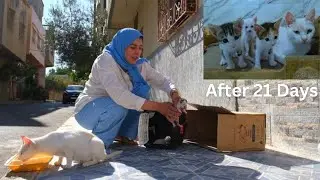 Kittens find safe place to play next to their mother 21 days after rescue.