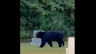 Black Bear Paris Tn at Jones Chapel Baptist Church cemetery