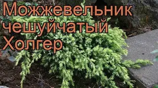 Можжевельник чешуйчатый Холгер (holger) 🌿 обзор: как сажать, саженцы можжевельника Холгер