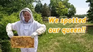 First Hive Inspection After Installing the Nuc - Beginner Beekeepers - Episode 2