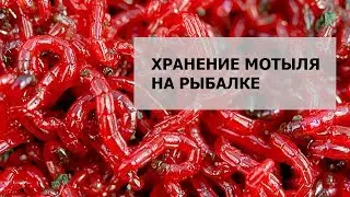 Хранение мотыля на рыбалке летом.