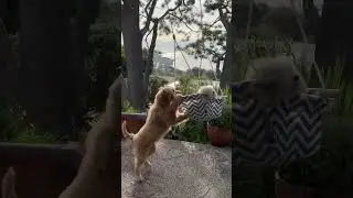 Dog Pushes Sibling on Swing