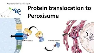 Protein transport to peroxisome