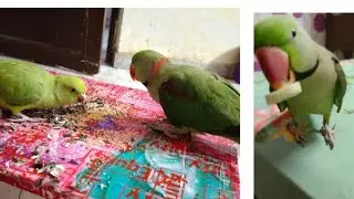 Avnipal Pet Lover 90K is Live.join ⏩⏩⏩⏩.#shortsfeed#livestream#parrot#cute#birds@avnipalpetlover90K.