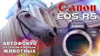 Canon EOS R5 – Автофокус по глазам и мордам животных | Animal AF