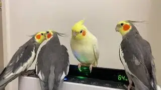 オカメインコ会議　始まるょ！