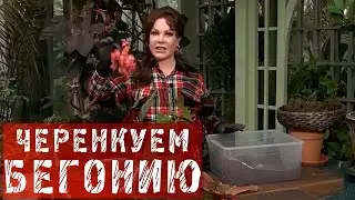 КАК ЧЕРЕНКОВАТЬ БЕГОНИЮ!