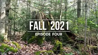 Ancient Giants - 2021 Fall Photo Series Ep. 4