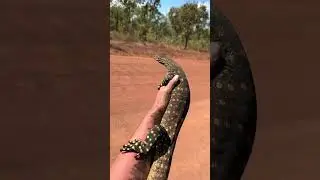 Yoinking Australia!￼ #snake#animal#viral#wildlife#crocodile#youtube#nature#python