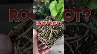 Comment “Clear” for the link to these transparent pots. Root rot is probably the number one killer.