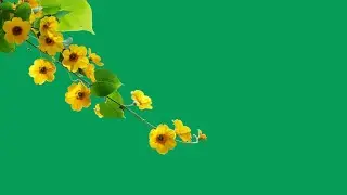 Flower green screen video | yellow flower green screen video download