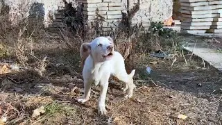 Blind puppy cries loudly and calls his mom in despair and fear, 
