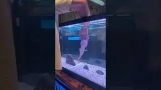 Beautiful Flowerhorn Cichlid Interacting With Owner