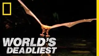 Fishing Bats | Worlds Deadliest