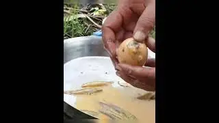 Finding And Catching Small Fish With Hen-Eggs