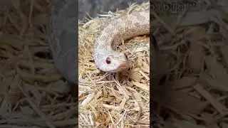 SNAKE BOOPS