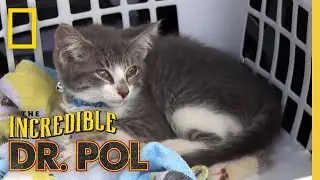 Treating a Very Sick Kitten | The Incredible Dr. Pol