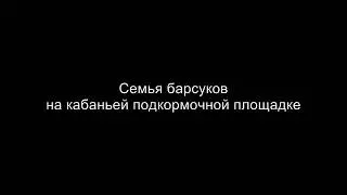 Семья барсуков фотоловушка, барсуки в природе